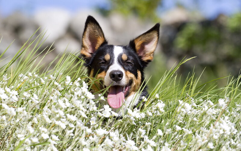 Dog in White Flowers — Calm