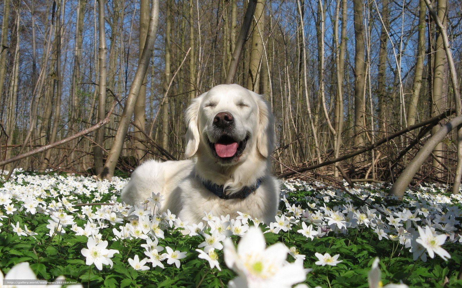 dog in white flowers