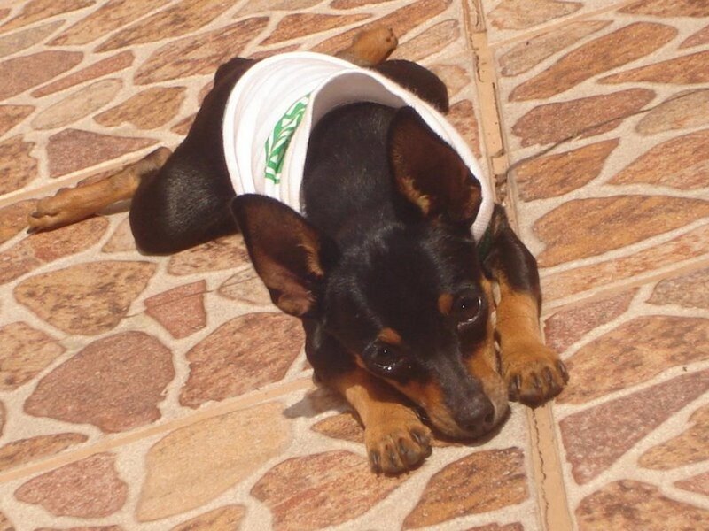 dog in white shirt on tile