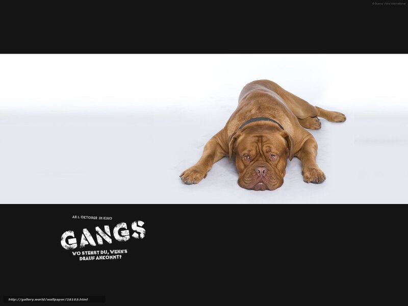 dog in white studio