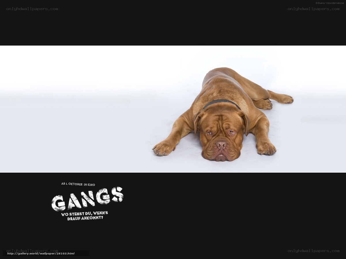 dog in white studio