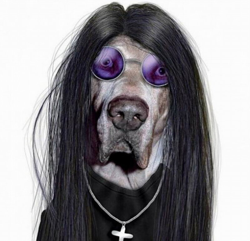 Dog in Wig and Sunglasses