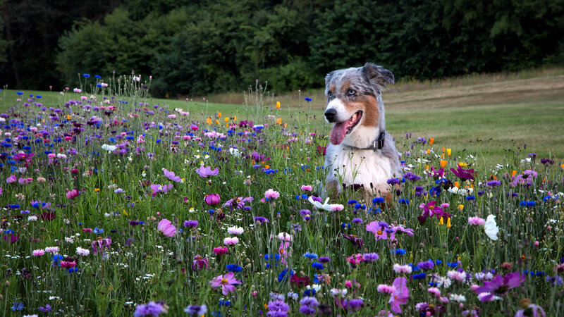 Dog in Wildflower Field
