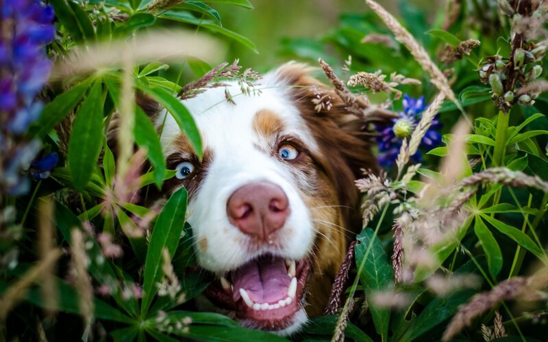 Dog in Wildflowers — Green, Playful