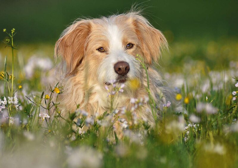 Dog in Wildflowers — Green