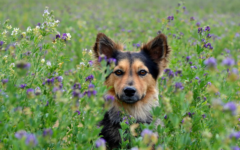 Dog in Wildflowers
