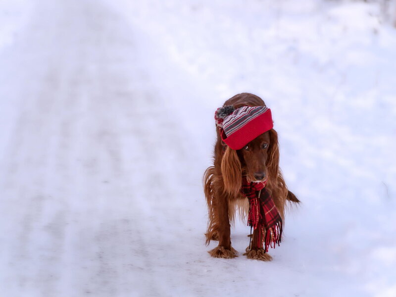 Dog in Winter Clothes