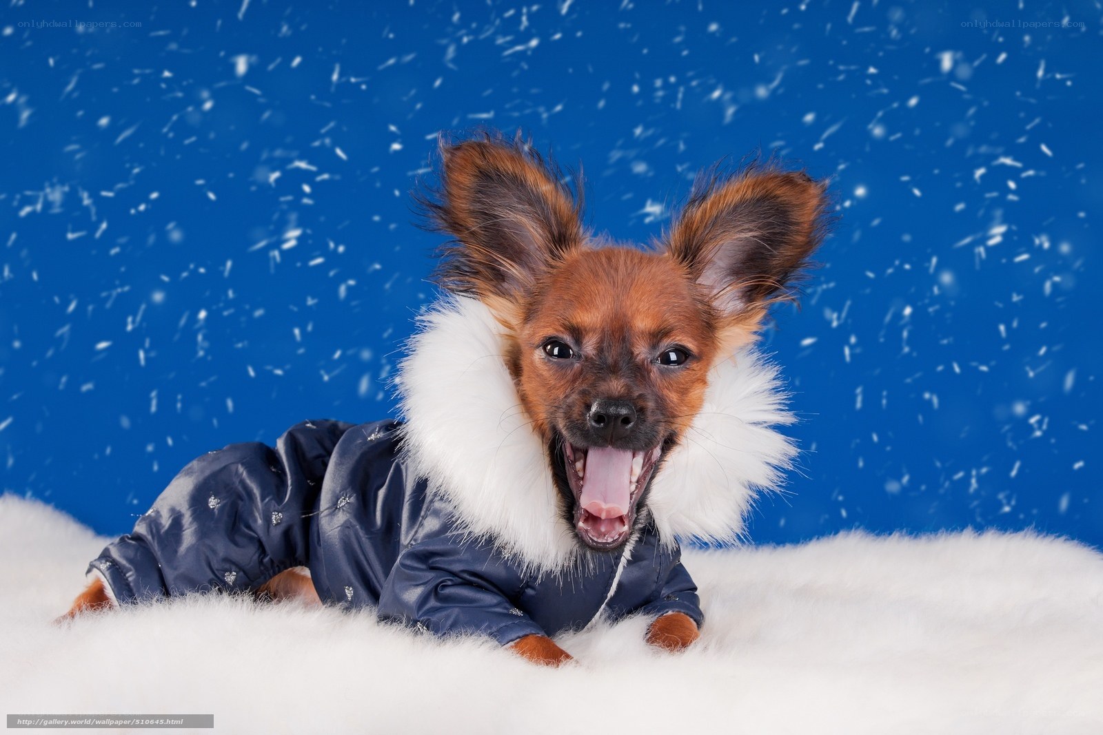 dog in winter coat