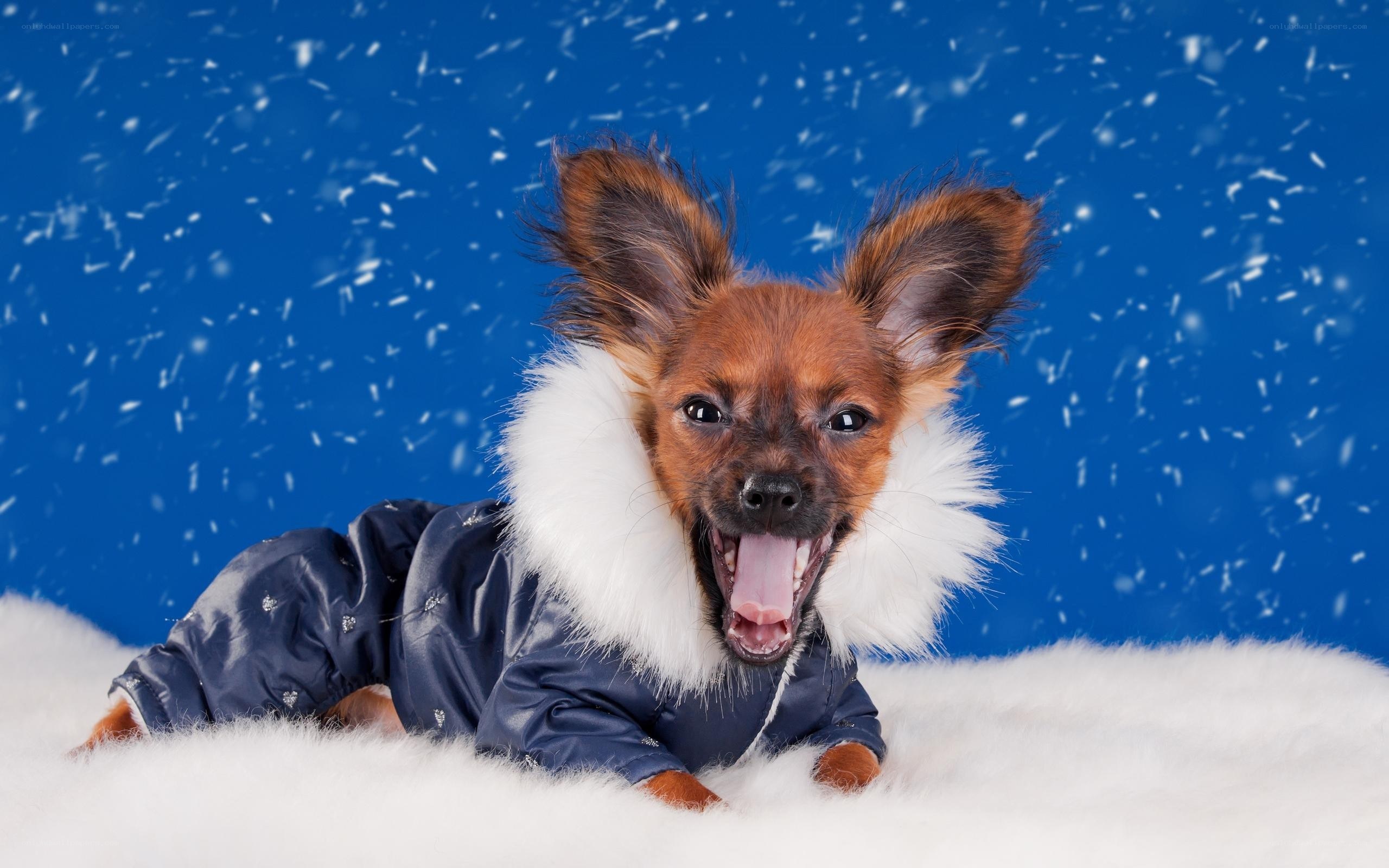 dog in winter coat