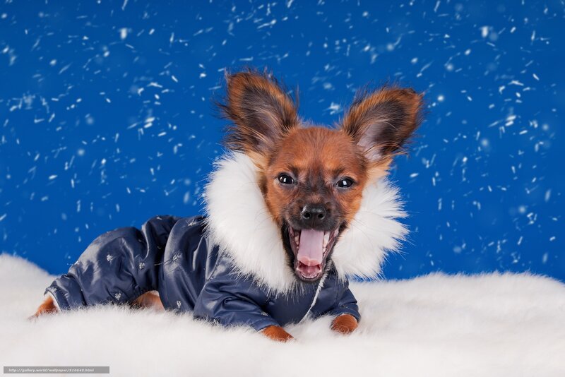 Dog in Winter Coat — Blue, Playful
