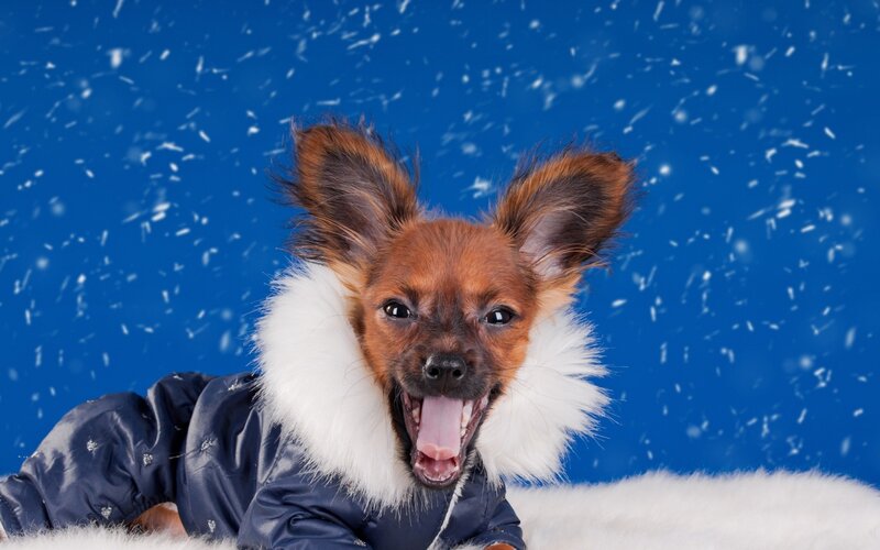 Dog in Winter Coat — Blue
