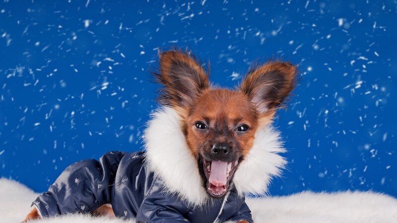 dog in winter coat