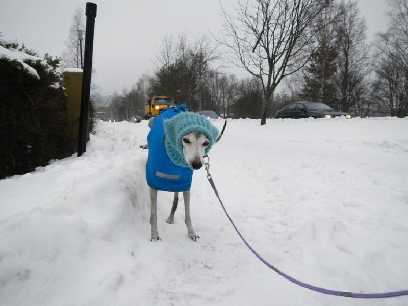 Dog in Winter Coat — White