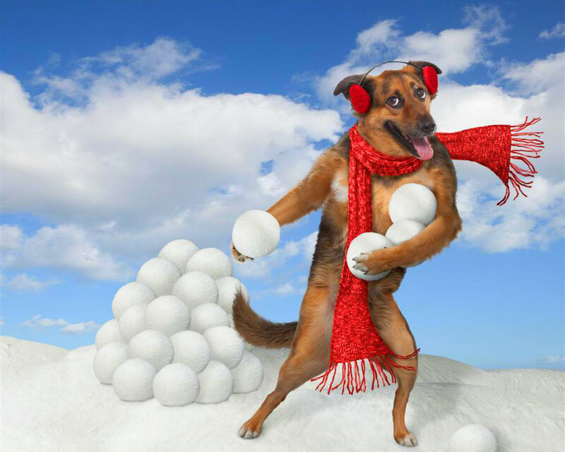 Dog in Winter Gear