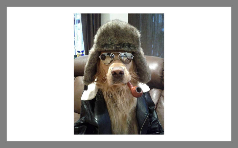 Dog in Winter Hat — Brown