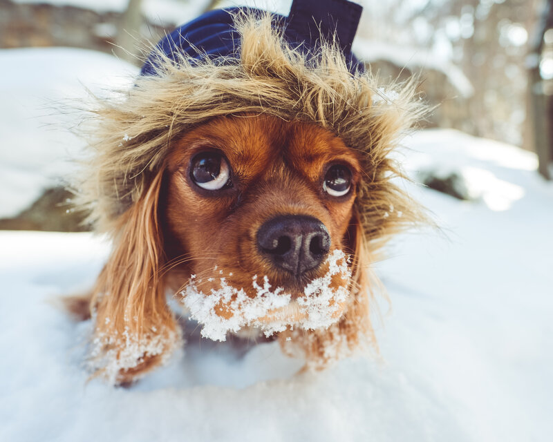 dog in winter hat