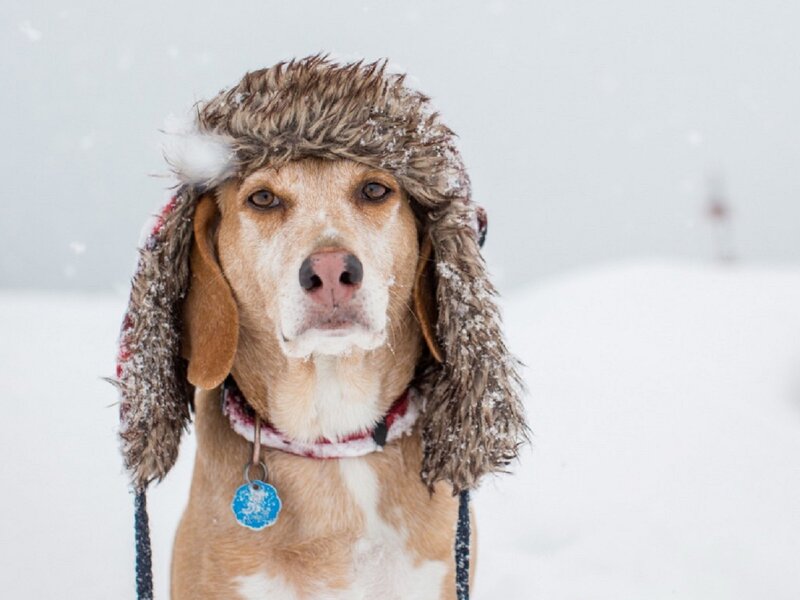 Dog in Winter Hat — White, Cold