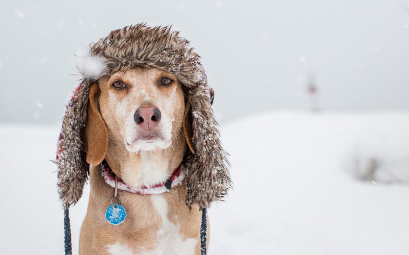 Dog in Winter Hat — White
