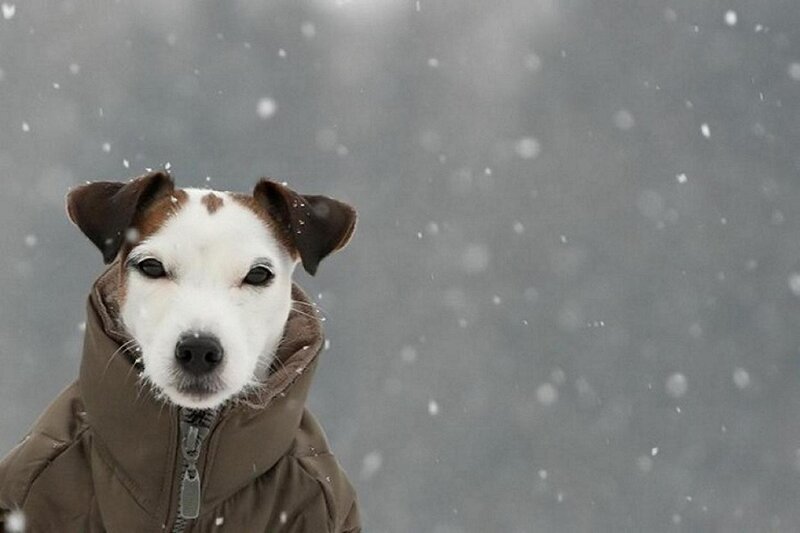 Dog in Winter Jacket