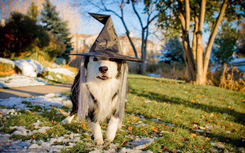 dog in witch costume