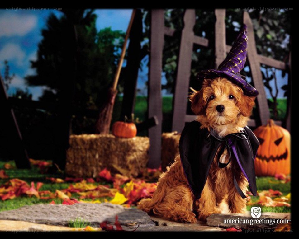 dog in witch costume