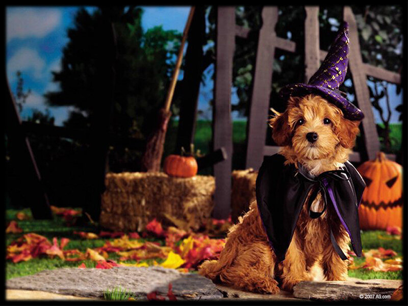 Dog in Witch Costume — Brown