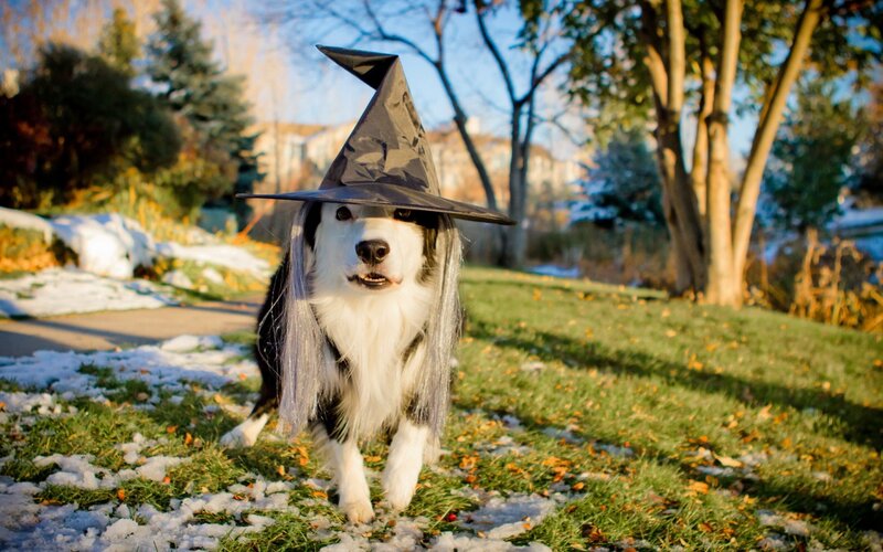 Dog in Witch Costume — Green, Playful