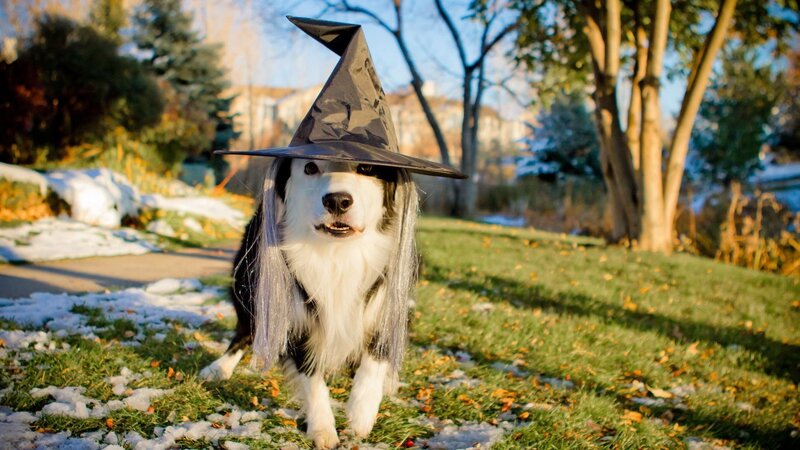 Dog in Witch Costume — Green