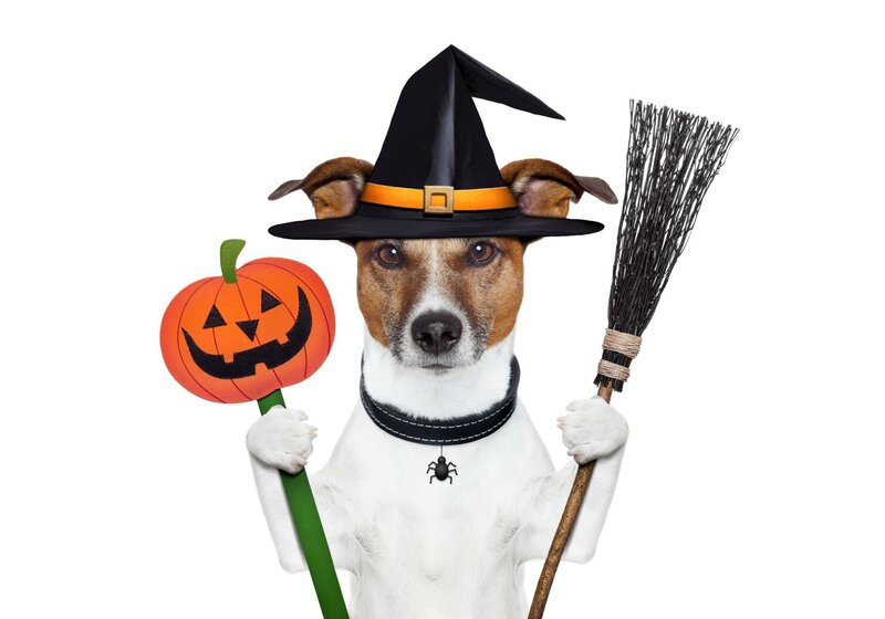 Dog in Witch Costume — White