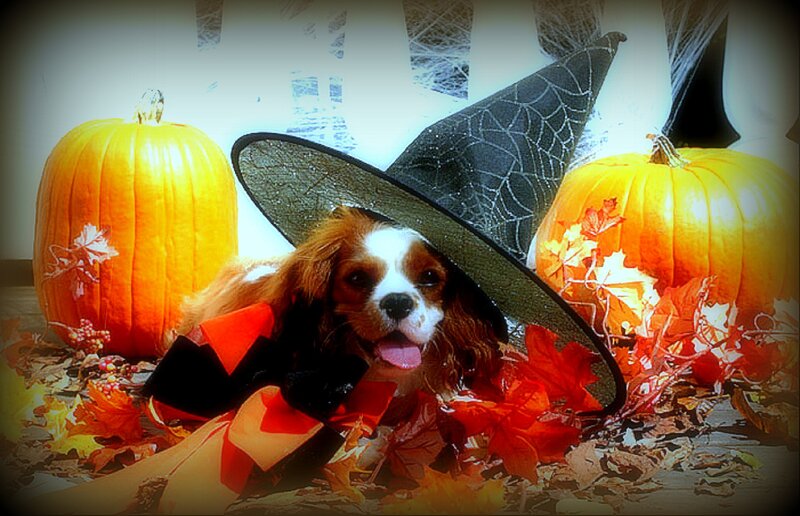 Dog in Witch Hat — Orange