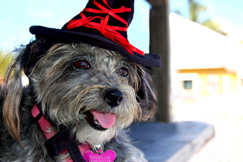 Dog in Witch Hat