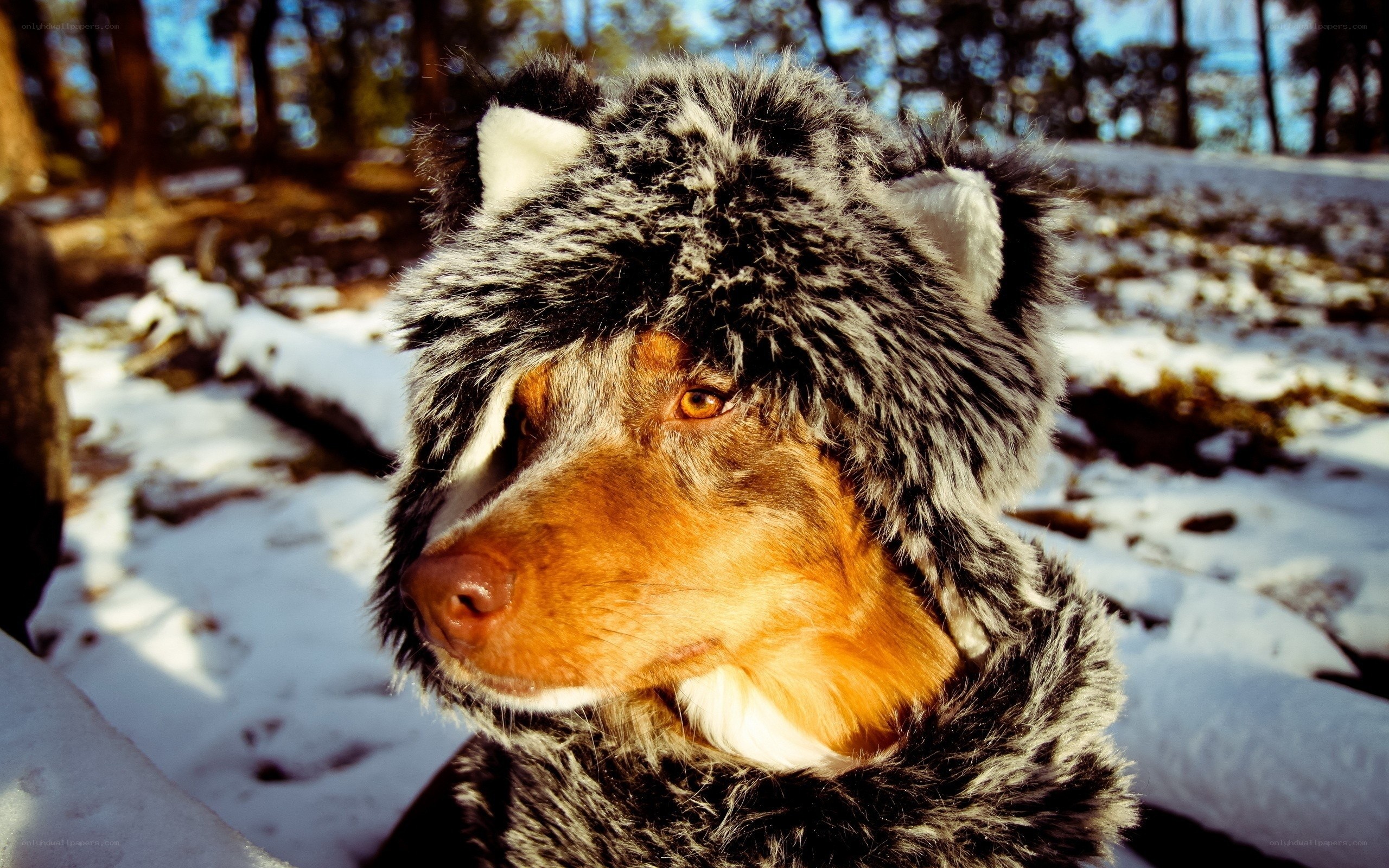 dog in wolf hat in snow
