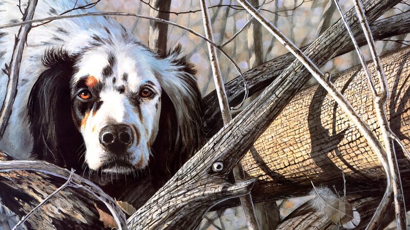 Dog in Wooded Area
