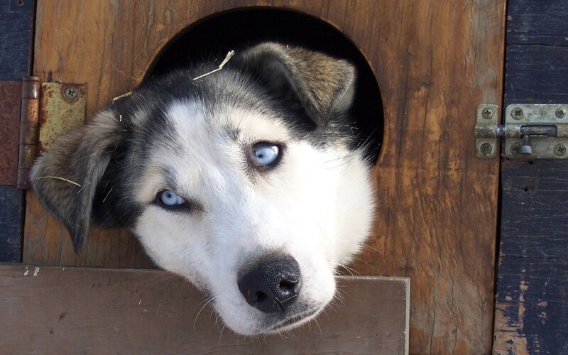 dog in wooden box