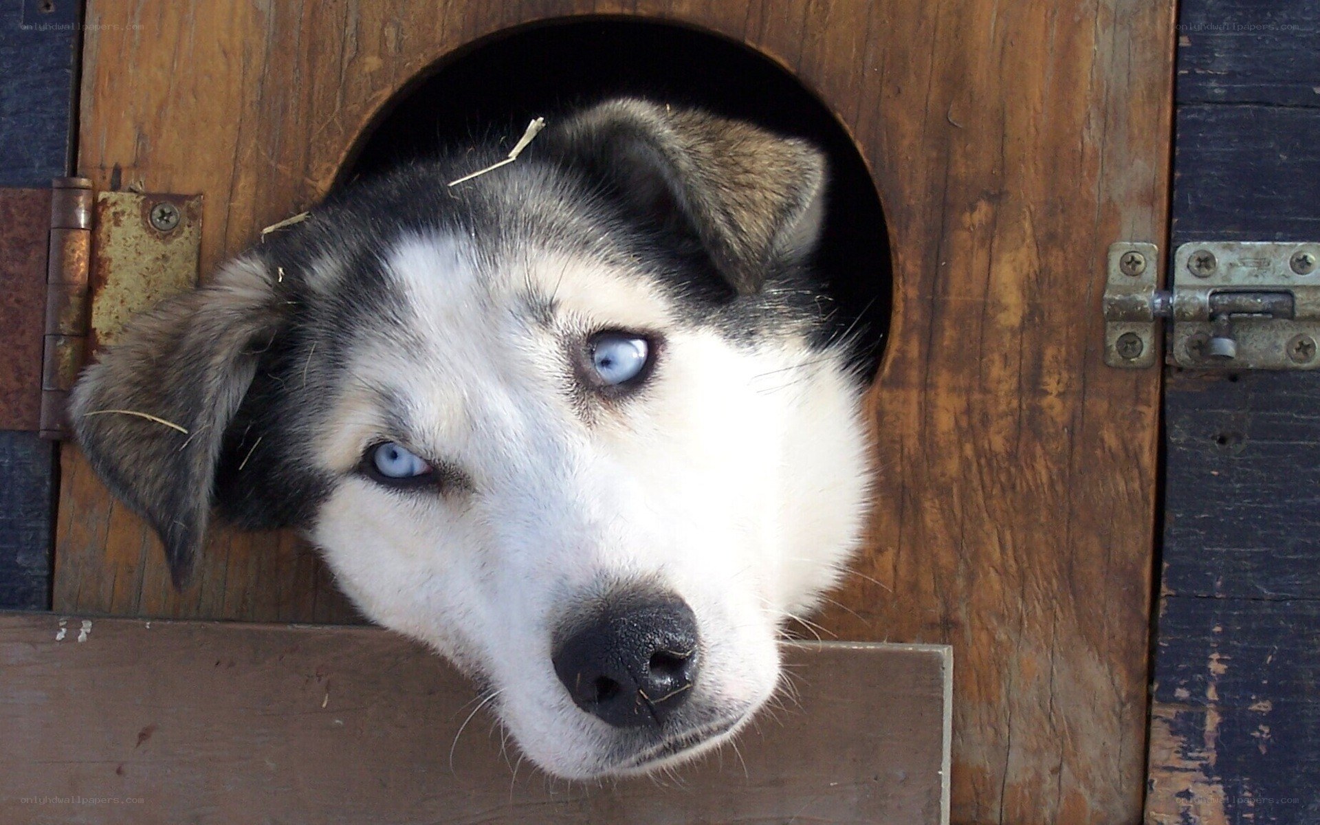 dog in wooden box