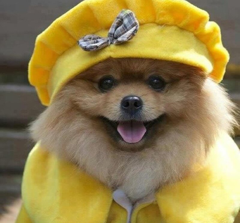 dog in yellow outfit