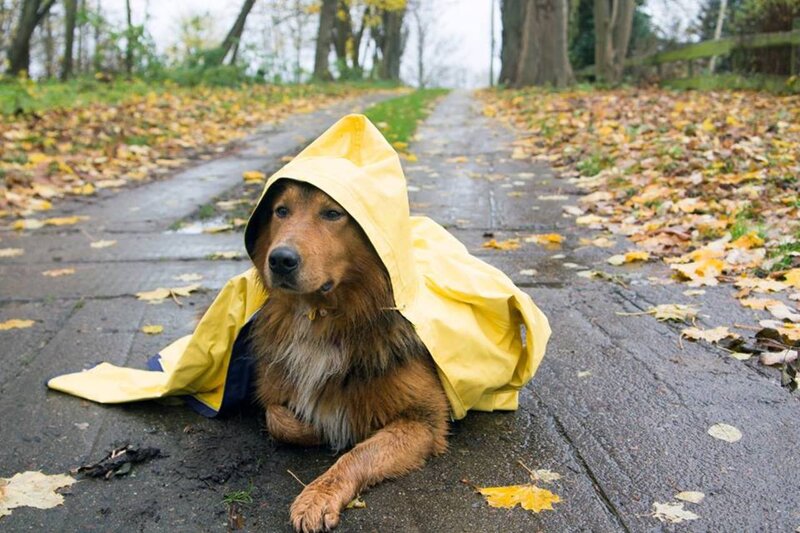 Dog in Yellow Raincoat — Calm
