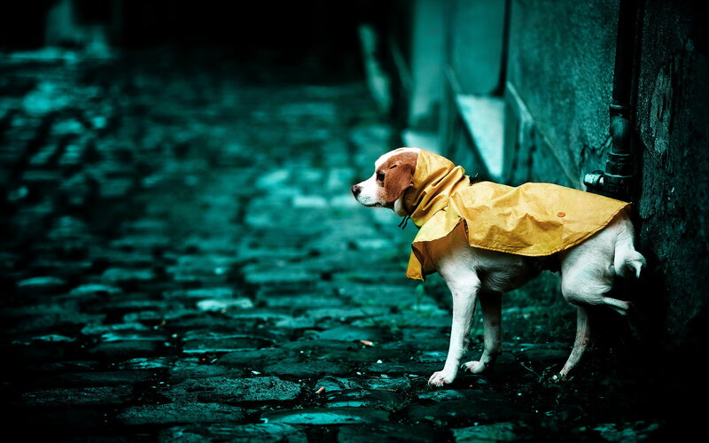 Dog in Yellow Raincoat — Dramatic