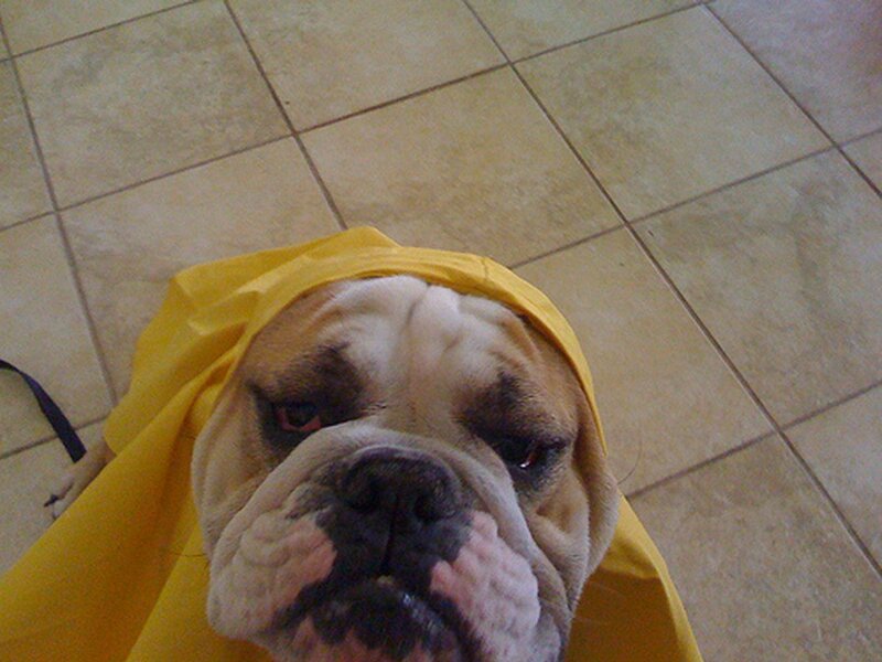 dog in yellow raincoat