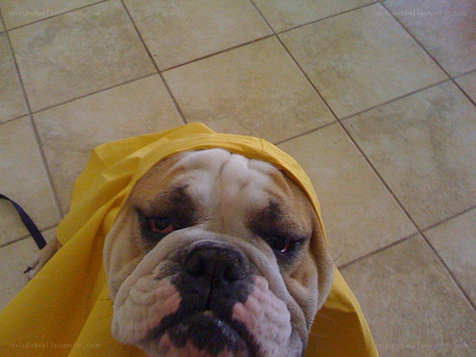 dog in yellow raincoat
