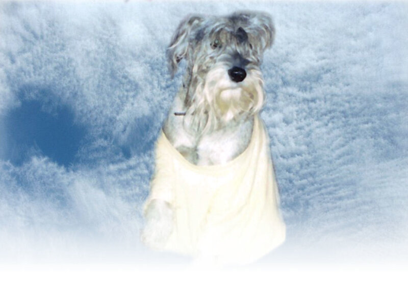 Dog in Yellow Shirt