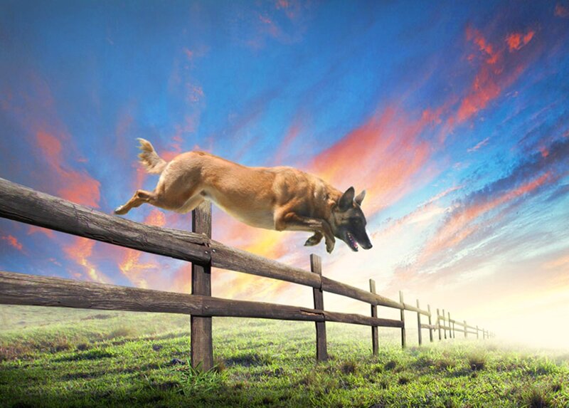 Dog Jumping Fence