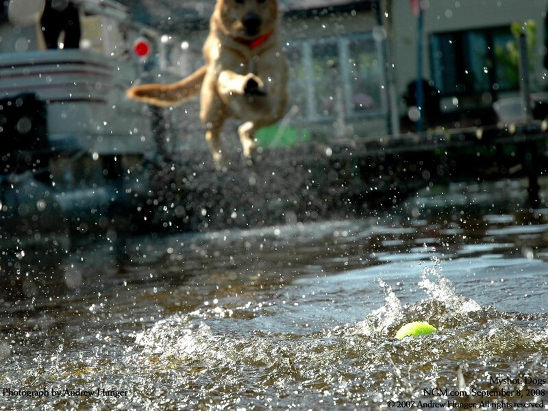 dog jumping for ball in water