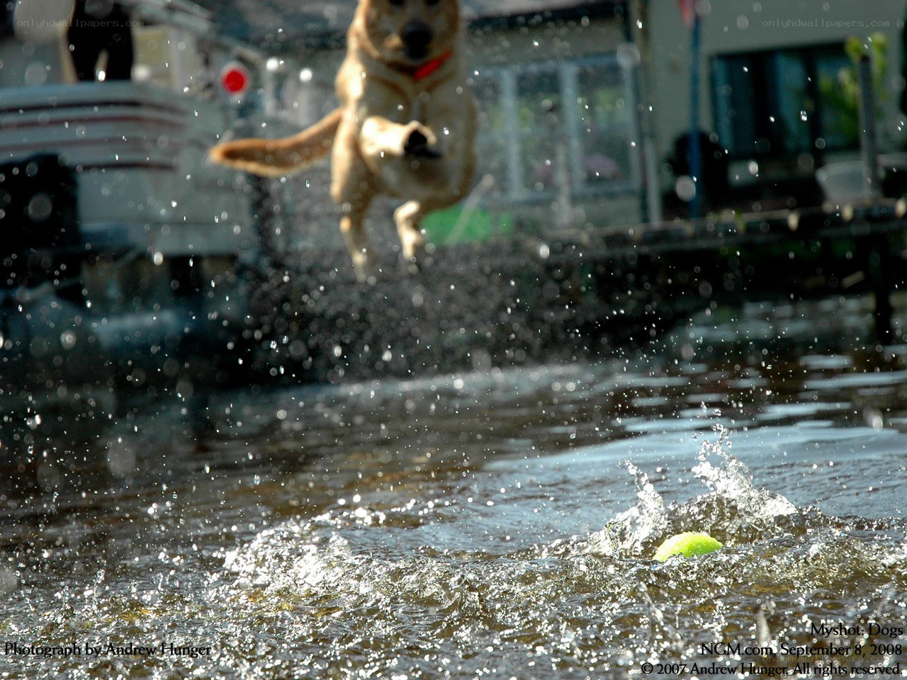 dog jumping for ball in water