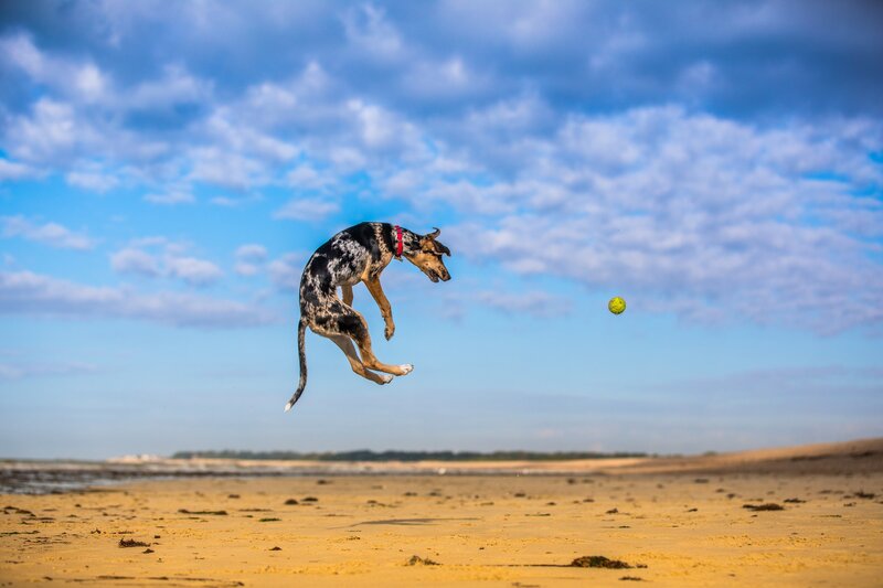 Dog Jumping for Ball