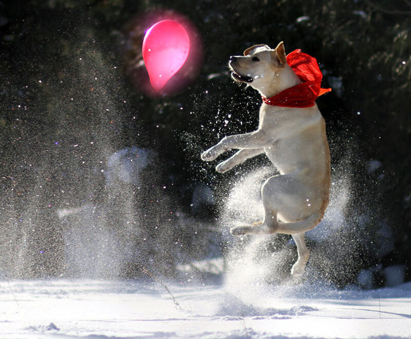 dog jumping for balloon in snow