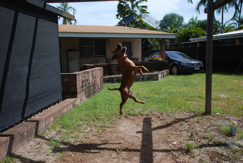 dog jumping for bottle