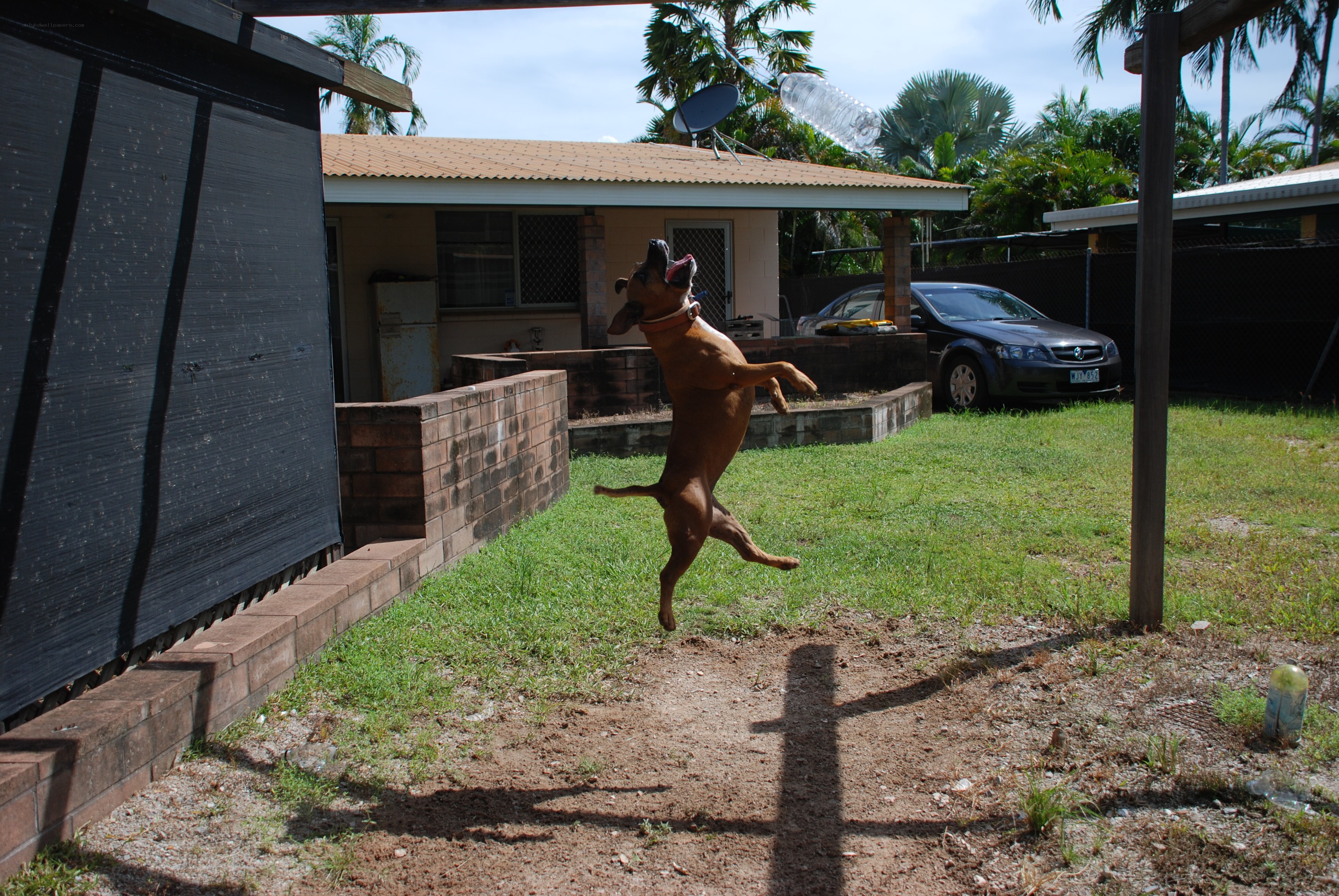 dog jumping for bottle