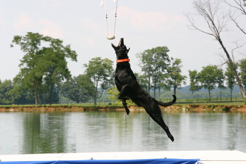 dog jumping for toy