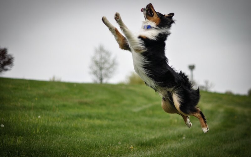 dog jumping in a field